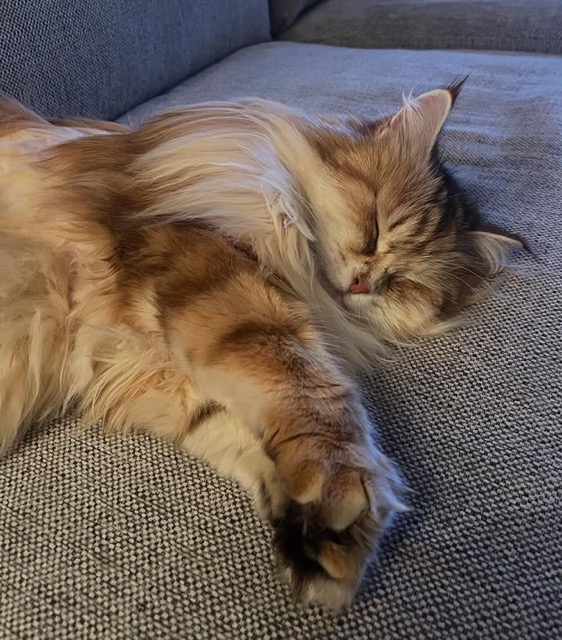 Sibirisk katt Quine